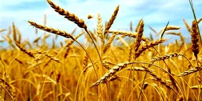 یک درصد کشاورزی کشور قراردادی شده است