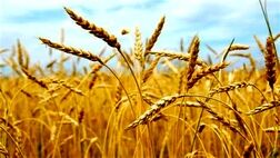 یک درصد کشاورزی کشور قراردادی شده است