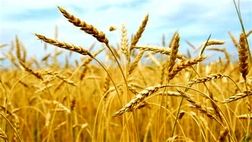 یک درصد کشاورزی کشور قراردادی شده است