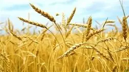 یک درصد کشاورزی کشور قراردادی شده است
