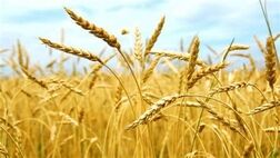 یک درصد کشاورزی کشور قراردادی شده است