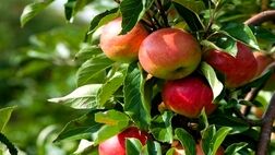 عطری که امسال کمتر به مشام رسید
