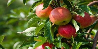 عطری که امسال کمتر به مشام رسید
