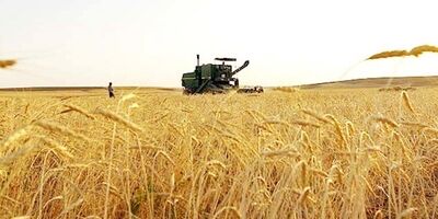 ۲۰ درصد سطح زیر کشت محصولات زراعی استان مرکزی تحت پوشش بیمه محصولات کشاورزی قرار دارد