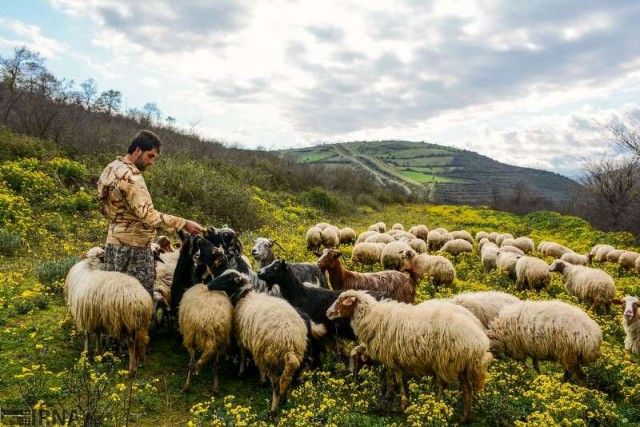 بیمه برای هر راس گوسفند  ۲.۵ تا ۳.۲ میلیون تومان غرامت  می‌دهد