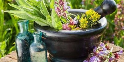 حمایت سازمان تات از شرکت‌های دانش‌بنیان در حوزه تخصصی گیاهان دارویی

