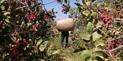 جزئیات دستگیری سارقان مسلح خودرو در تهران

