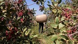 دستگیری ۶ سارق حین سرقت از باغات پسته در مهماندوست دامغان
