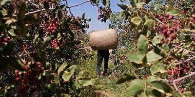 دستگیری ۶ سارق حین سرقت از باغات پسته در مهماندوست دامغان

