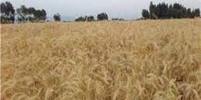  درخواست تامین ۲۴ هزار میلیارد تومان تسهیلات برای اجرای کشت قراردادی 