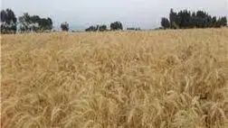  درخواست تامین ۲۴ هزار میلیارد تومان تسهیلات برای اجرای کشت قراردادی 