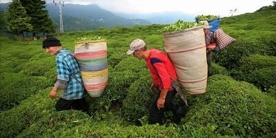۳۵۵ میلیون دلار چای در ۸ ماه وارد کشور شد