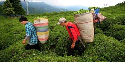 واردات چای از نصف کمتر شد