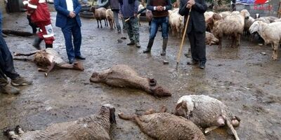 بیمه دام‌های سبک و سنگین اجباری شده است