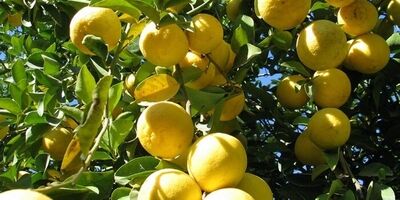 لیموشیرین میوه ای برای تقویت سیستم ایمنی بدن در برابر بیماری ها