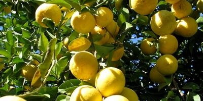 لیموشیرین میوه ای برای تقویت سیستم ایمنی بدن در برابر بیماری ها