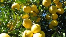 لیموشیرین میوه ای برای تقویت سیستم ایمنی بدن در برابر بیماری ها