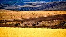 تولید در دیم‌زار‌ها به ۸ میلیون تن رسید
