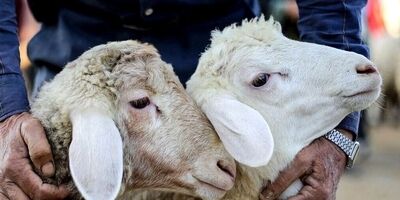 آخرین قیمت کالاهای اساسی / برنج شمشیری کیلویی ۹۰ هزار تومان شد
