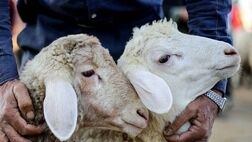 کشتار دام داخلی به کمتر از ۲ درصد رسید