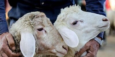 قیمت هر کیلوگرم دام زنده برای عید قربان ۱۷۰ هزار تومان اعلام شد