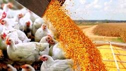 بخش خصوصی در قیمت گذاری مرغ و تخم مرغ نقشی ندارد
