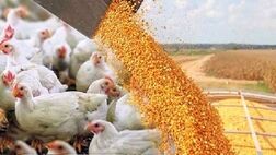 بخش خصوصی در قیمت گذاری مرغ و تخم مرغ نقشی ندارد
