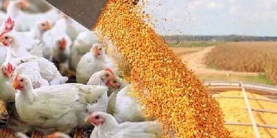بخش خصوصی در قیمت گذاری مرغ و تخم مرغ نقشی ندارد
