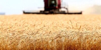نرخ خرید تضمینی گندم ۱۹.۵هزار تومان تعیین شد
