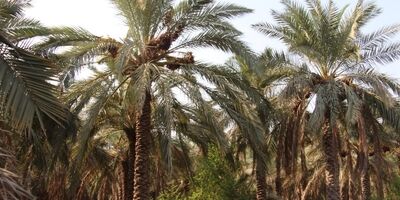 کمتر از 100 کشاورز آبادانی دنبال خسارت ناشی از سیل هستند