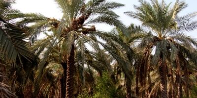 کمتر از 100 کشاورز آبادانی دنبال خسارت ناشی از سیل هستند