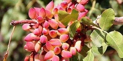 رکورد جدید ایران در تولید پسته