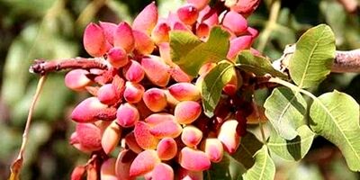  تصویب ۱۰ هزار میلیارد تومان برای باغات پسته خسارت دیده از سرمازدگی 