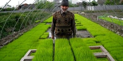 کشاورزان کماکان چشم انتظار نرخ خرید تضمینی محصولات کشاورزی

