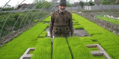 کشاورزان کماکان چشم انتظار نرخ خرید تضمینی محصولات کشاورزی
