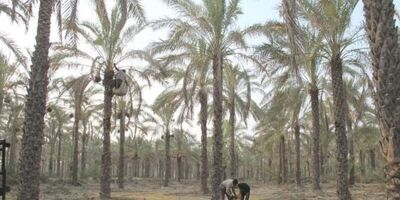 نخیلات خوزستان متحمل خسارت شدید شده‌اند
