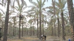 نخیلات خوزستان متحمل خسارت شدید شده‌اند