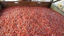 259 هکتار از مزارع پرورش میگو تحت پوشش بیمه‌ای قرار گرفت