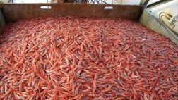 259 هکتار از مزارع پرورش میگو تحت پوشش بیمه‌ای قرار گرفت