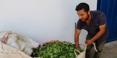 خرید برگ سبز چای به ۴۶ هزار و ۵۰۰ تن رسید 