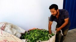 خرید برگ سبز چای به ۴۶ هزار و ۵۰۰ تن رسید 
