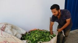 خرید برگ سبز چای به ۴۶ هزار و ۵۰۰ تن رسید 