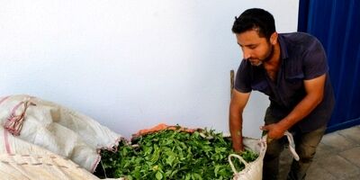 خرید برگ سبز چای به ۴۶ هزار و ۵۰۰ تن رسید 