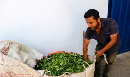 برداشت چای