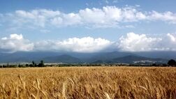 مطالبات گندمکاران تا چند روز آینده واریز می شود