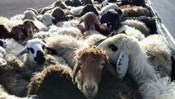 مذاکره ایران با عراق برای صادرات دام زنده
