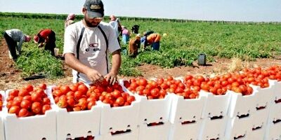 یک پنجم درآمد کشور اردن مختص تولید محصولات کشاورزی  است 