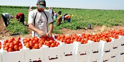 یک پنجم درآمد کشور اردن مختص تولید محصولات کشاورزی  است 