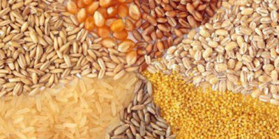 قیمت‌گذاری دستوری فروش نهاده‌های دامی منجر به کاهش واردات می‌شود