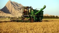 قیمت تمام شده هرکیلو گندم برای کشاورز ۴۰ هزارتومان
